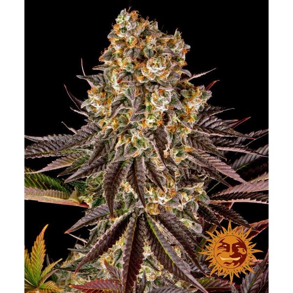 Gelato #45 Gelato #45